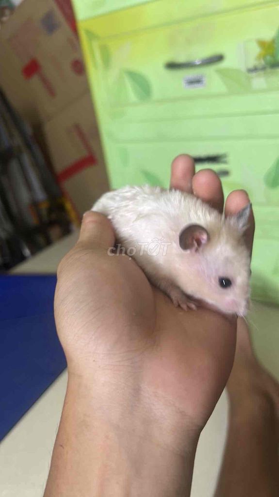 Chuột Hamster Winter White Trắng. Mua bán Thú cưng khác tại Quận Tân Phú Tp Hồ Chí Minh được đăng bởi Trần Trọng Nghi hình 1