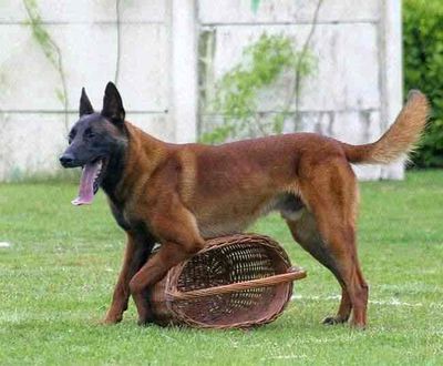 Chó Becgie Bỉ malinois Đực 10 tháng Đã Huấn luyện
