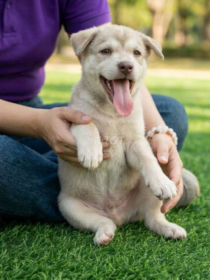 Husky 2 tháng tuổi siêu đẹp đã tiêm ngừa có sổ. Mua bán Chó tại Quận 12 Tp Hồ Chí Minh được đăng bởi Thi Thi hình 1