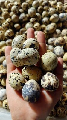 Trứng cút tươi từ Bình Tân. Mua bán Đồ ăn, thực phẩm và các loại khác tại Quận Bình Tân Tp Hồ Chí Minh được đăng bởi LÊ THỊ THÙY LINH