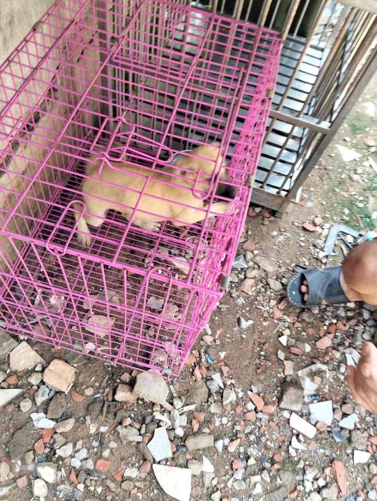 phú quốc lai. Mua bán Chó tại Quận 12 Tp Hồ Chí Minh được đăng bởi Nguyengiang hình 3