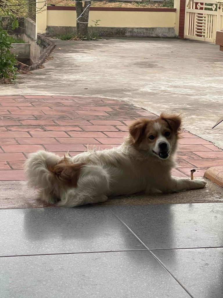 Chó MiMi cái Trắng nâu. Mua bán Chó tại Huyện Giao Thủy Nam Định được đăng bởi NGÂN DOÃN NGỌC THẢO hình 1