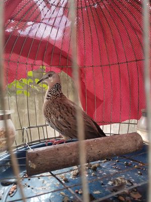 Chim cu gáy Nâu Tiếng hót hay - 134770120