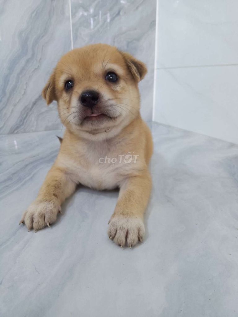 Golden lai Shiba cần chủ mới yêu thương. Mua bán Chó tại Quận 6 Tp Hồ Chí Minh được đăng bởi Tăng Chí Lương  hình 1