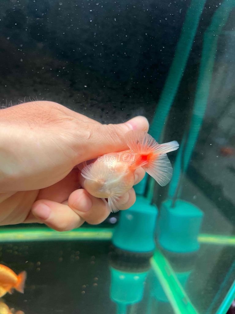 2 bé ranchu tini,oranda