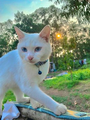 Mèo Nga trắng mắt xanh dương