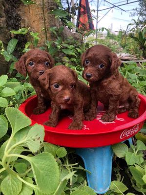 bầy chó poodle đủ màu