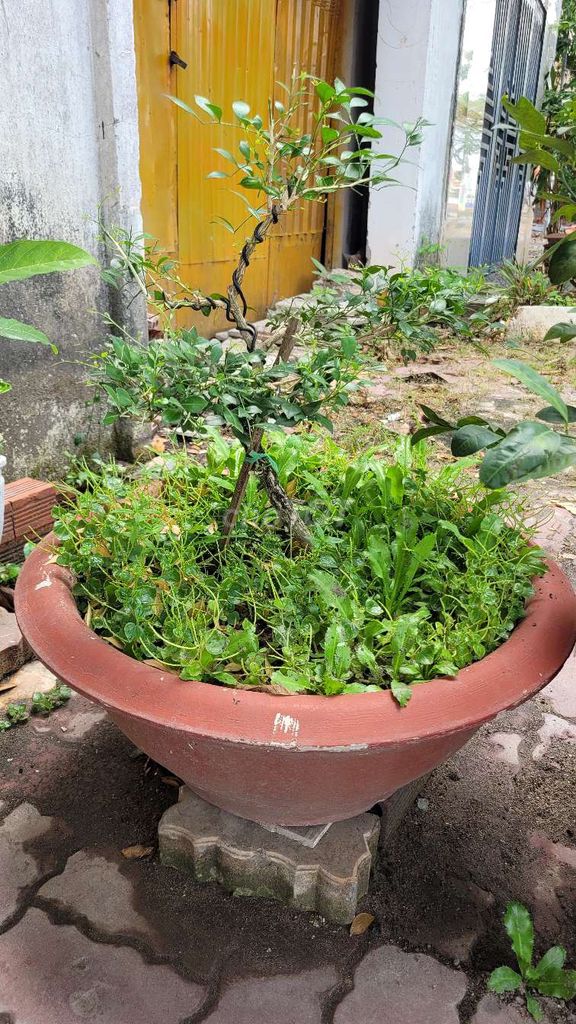 Cây cảnh Nguyệt quế Bonsai chậu Gốm. Mua bán Cây cảnh, đồ trang trí tại Thị xã Phú Mỹ Bà Rịa - Vũng Tàu được đăng bởi Văn Tú hình 1