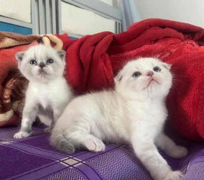 Bầy 3 mèo con lông ngắn tai cụp 1 tháng tuổi