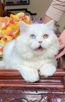 Mèo anh lông dài mắt 2 màu đực trắng lớn