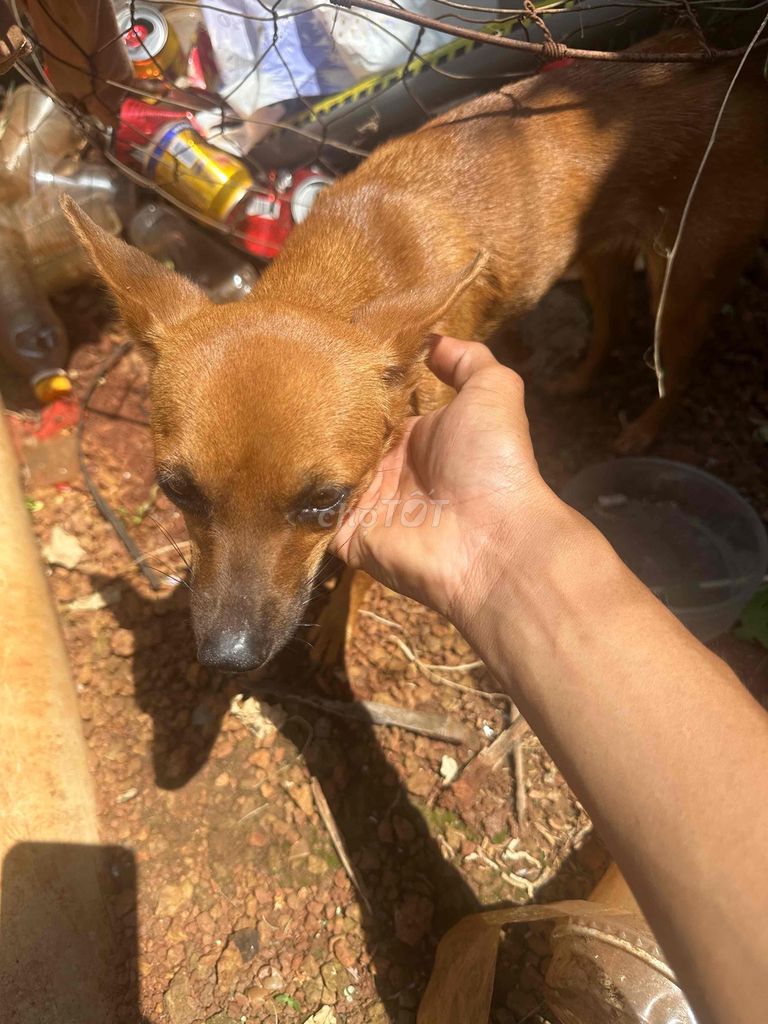 Chó Phốc hươu cái 7-8 tháng. Mua bán Chó tại Huyện Xuyên Mộc Bà Rịa - Vũng Tàu được đăng bởi Phi Lầy hình 1