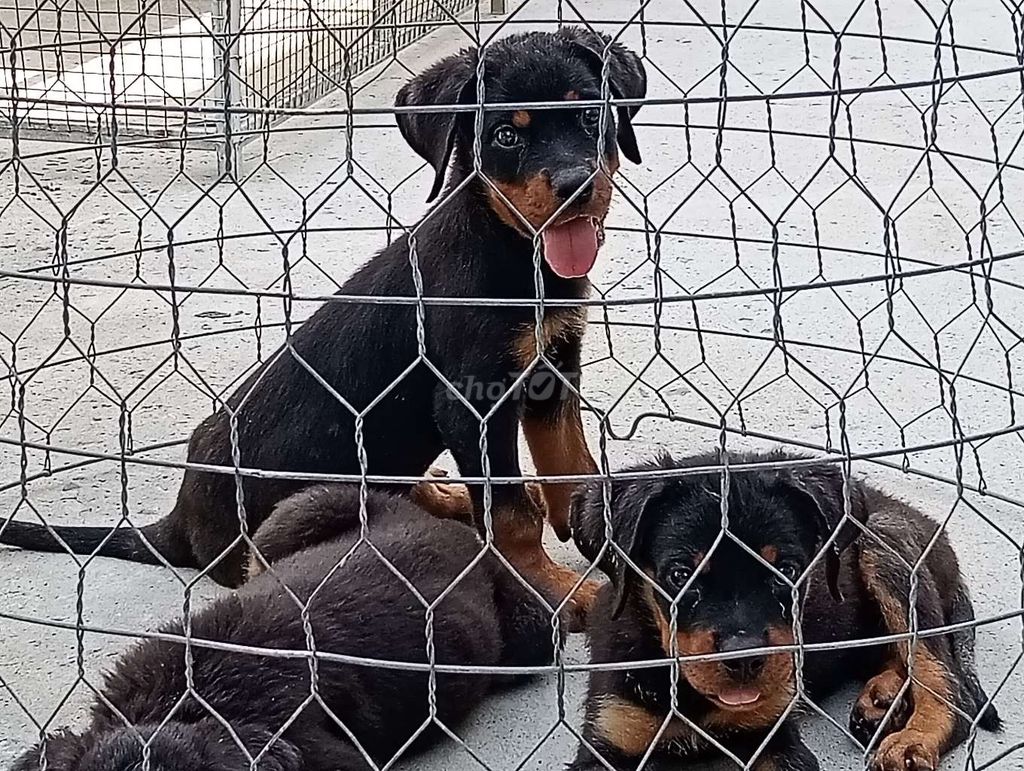 Chó Rottweiler. GN. Mua bán Chó tại Thành phố Gia Nghĩa Đắk Nông được đăng bởi Nhân Rottweiler  hình 1