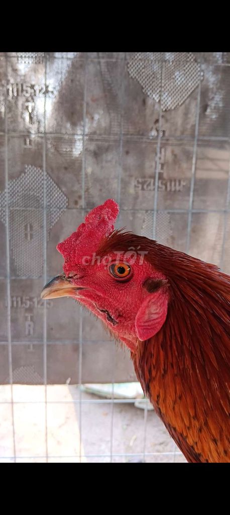 ga xanh 2k8. Mua bán Gà tại Huyện Thạnh Phú Bến Tre được đăng bởi thành vinh hình 1