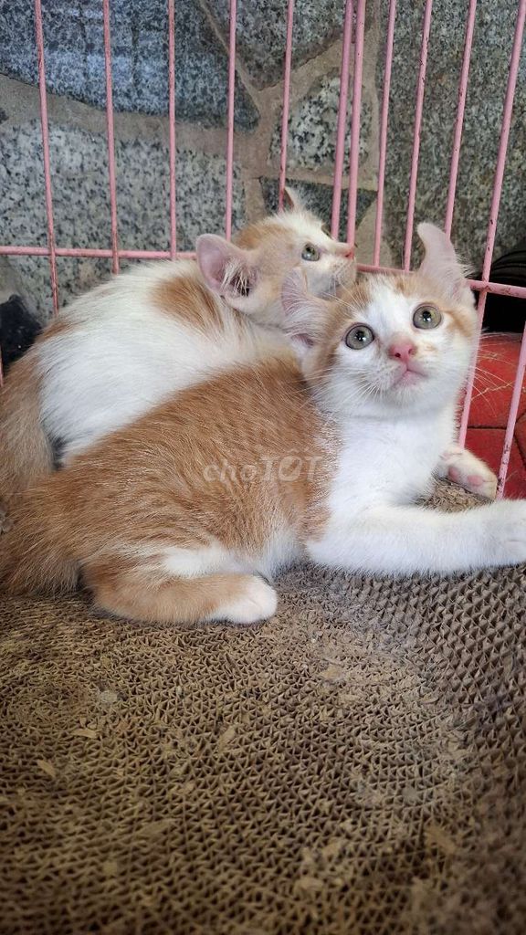 Mỹ tai xoắn màu cam. Mua bán Mèo tại Quận Hoàng Mai Hà Nội được đăng bởi Nguyễn Minh Thu hình 3