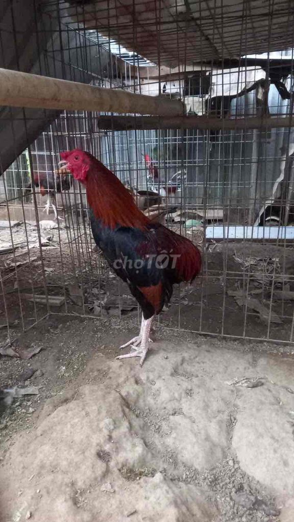 Gà chọi 6 tháng Đỏ đen. Mua bán Gà tại Huyện Tánh Linh Bình Thuận được đăng bởi Nguyễn Trung hình 1