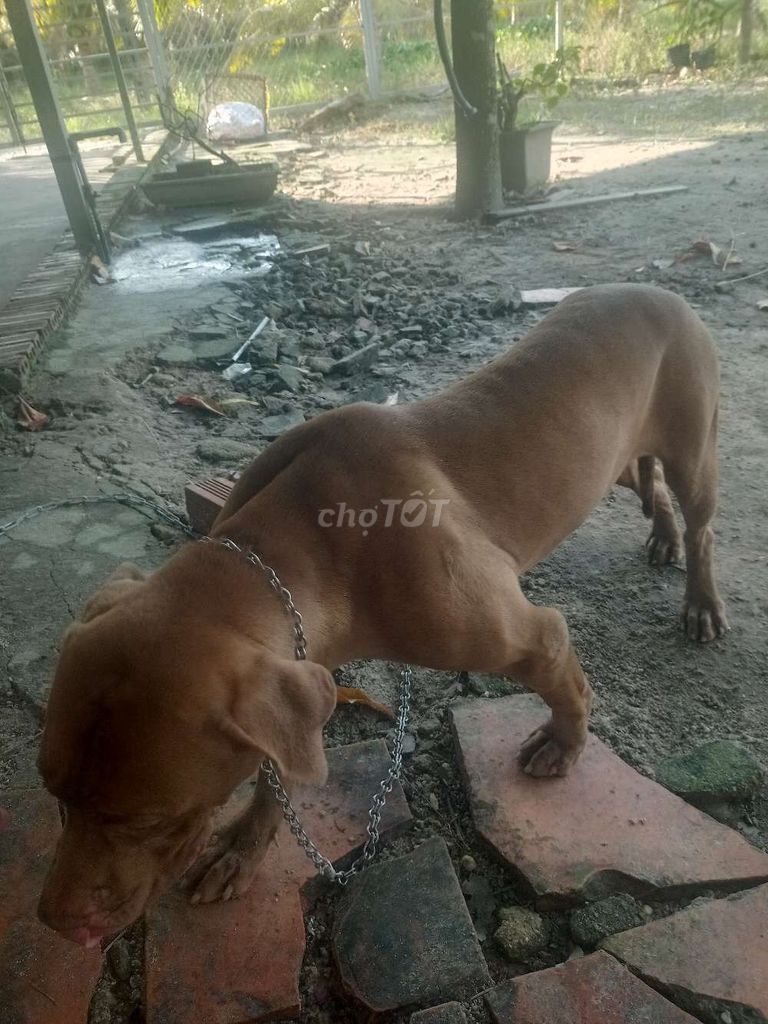 PITBULL CÁI THÂN THIỆN DỄ DẠI BẢO. Mua bán Chó tại Thành phố Tây Ninh Tây Ninh được đăng bởi Long hình 1