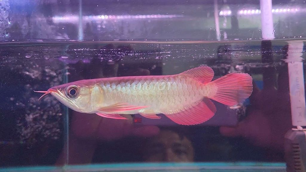 Cá Rồng Huyết Long size 20cm Indonesia chuẩn chỉ. Mua bán Thú cưng khác tại Huyện Bình Chánh Tp Hồ Chí Minh được đăng bởi Tuấn Anh Cá Kiểng Online hình 3