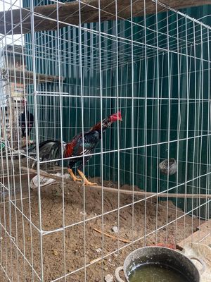 nhà nhiều gà bán bớt cho ae nuôi chơi tết. Mua bán Gà tại Huyện Chương Mỹ Hà Nội được đăng bởi Đỗ Duy Thanh