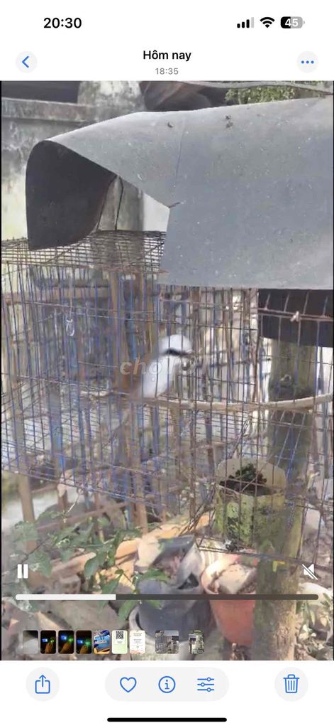 Chim Bồ chao Nhiều màu. Mua bán Chim tại Quận Tân Phú Tp Hồ Chí Minh được đăng bởi Hữu Phước hình 1