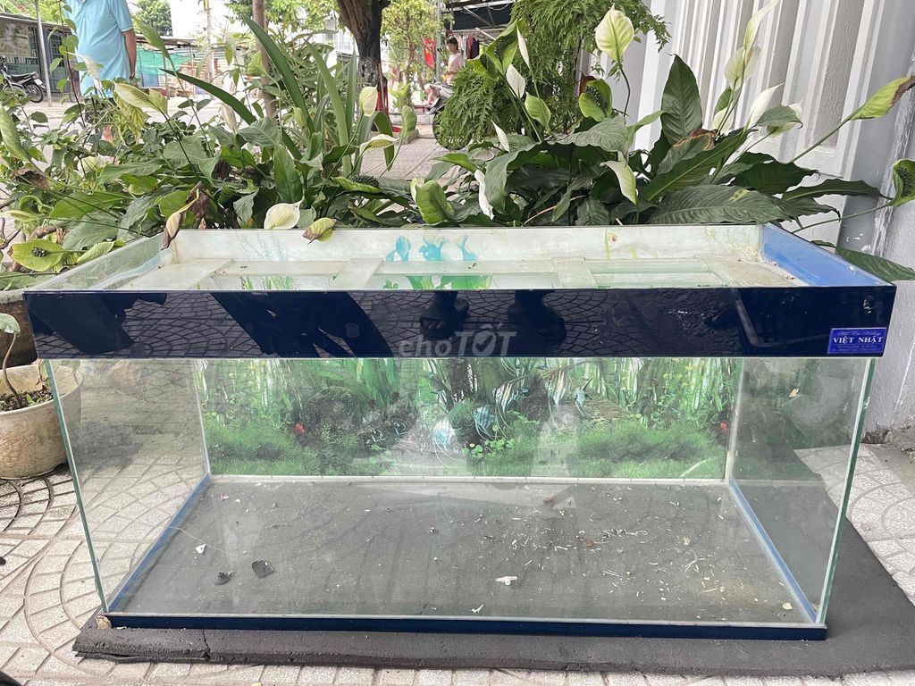 Bể cá cảnh Việt Nhật. Mua bán Phụ kiện, Thức ăn, Dịch vụ tại Quận Liên Chiểu Đà Nẵng được đăng bởi Thịnh Pro hình 1