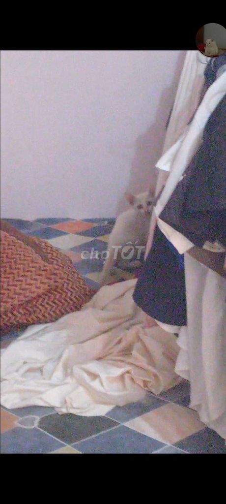 Mèo Anh lông dài lai Mèo ta Cái. Mua bán Mèo tại Thành phố Việt Trì Phú Thọ được đăng bởi Vũ Ánh hình 1
