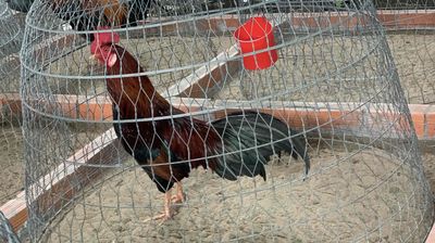 2k9 tay cối chơi liền nết canh chặn. Mua bán Gà tại Quận Cái Răng Cần Thơ được đăng bởi Linh Gà Tuyển Cần Thơ ngườithậtviệcthật