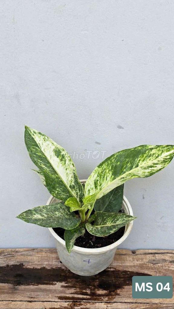 Anthurium Hookeri Var. Mua bán Cây cảnh, đồ trang trí tại Huyện Lấp Vò Đồng Tháp được đăng bởi Cây Cảnh Mộc Uyển Thanh  hình 4