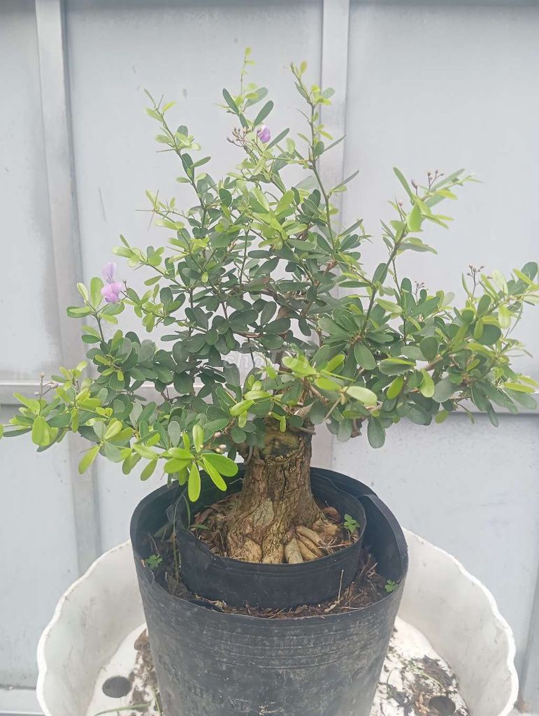 Cây cảnh Linh Sam trực chi cành hoành 14cm hoa tím. Mua bán Cây cảnh, đồ trang trí tại Huyện Củ Chi Tp Hồ Chí Minh được đăng bởi Cây kiểng giá rẻ LT2 hình 1