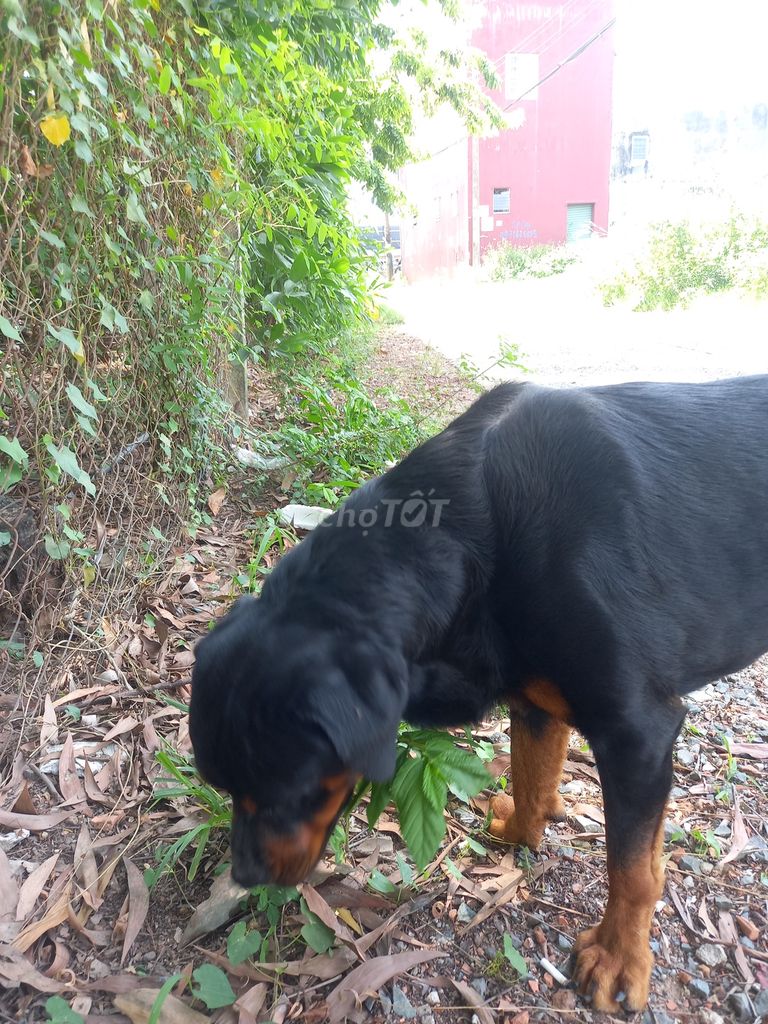 Chó Rottweiler Đen vàng Đực. Mua bán Chó tại Huyện Long Thành Đồng Nai được đăng bởi Tên chưa cung cấp hình 3