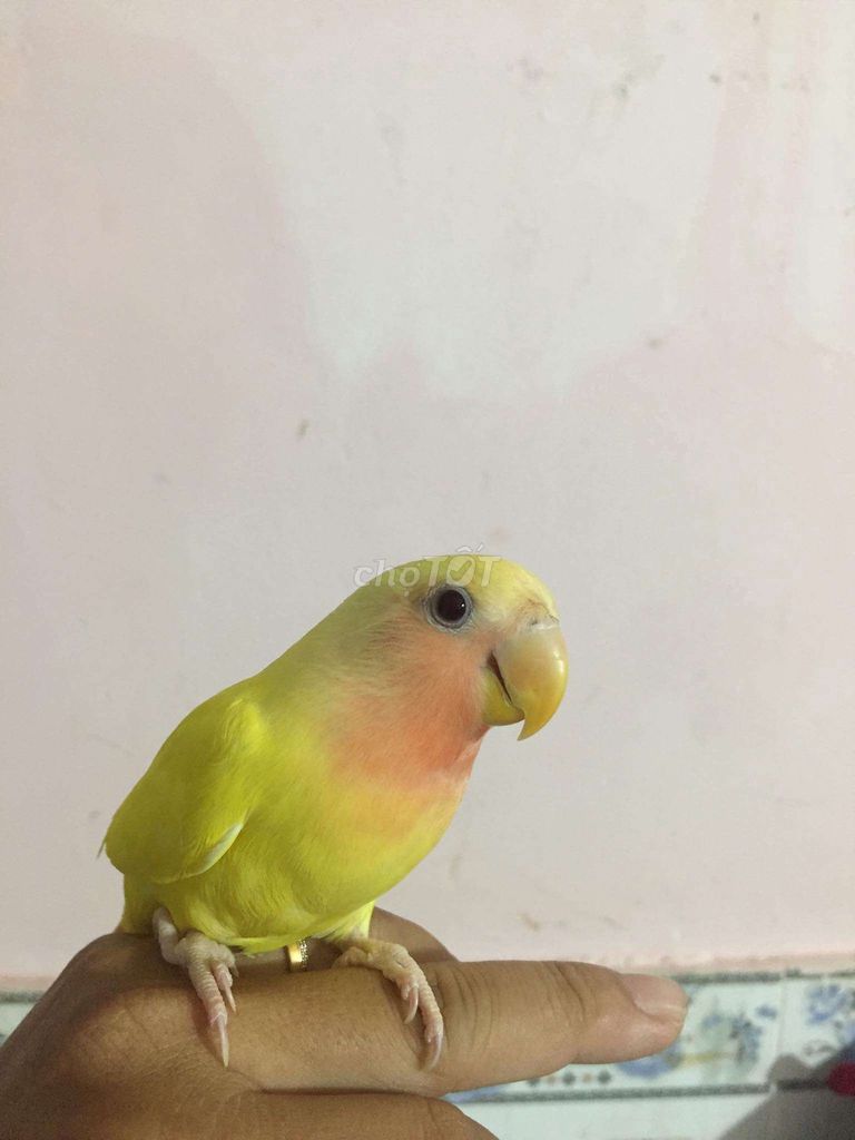 Vẹt Lovebird mái 5 tháng. Mua bán Chim tại Quận Bình Thạnh Tp Hồ Chí Minh được đăng bởi luan Nguyen  hình 1