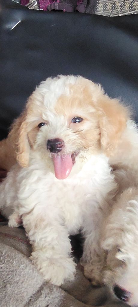 Chó Poodle trắng kem 1 tháng đã tiêm. Mua bán Chó tại Thị xã Tân Uyên Bình Dương được đăng bởi Toi Duong hình 1