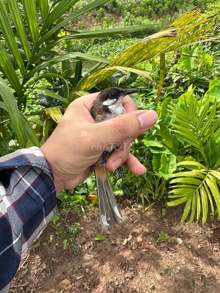 Chim chào mào Nâu, trắng, đen. Mua bán Chim tại Huyện Phú Xuyên Hà Nội được đăng bởi Thanh nguyen hình 1