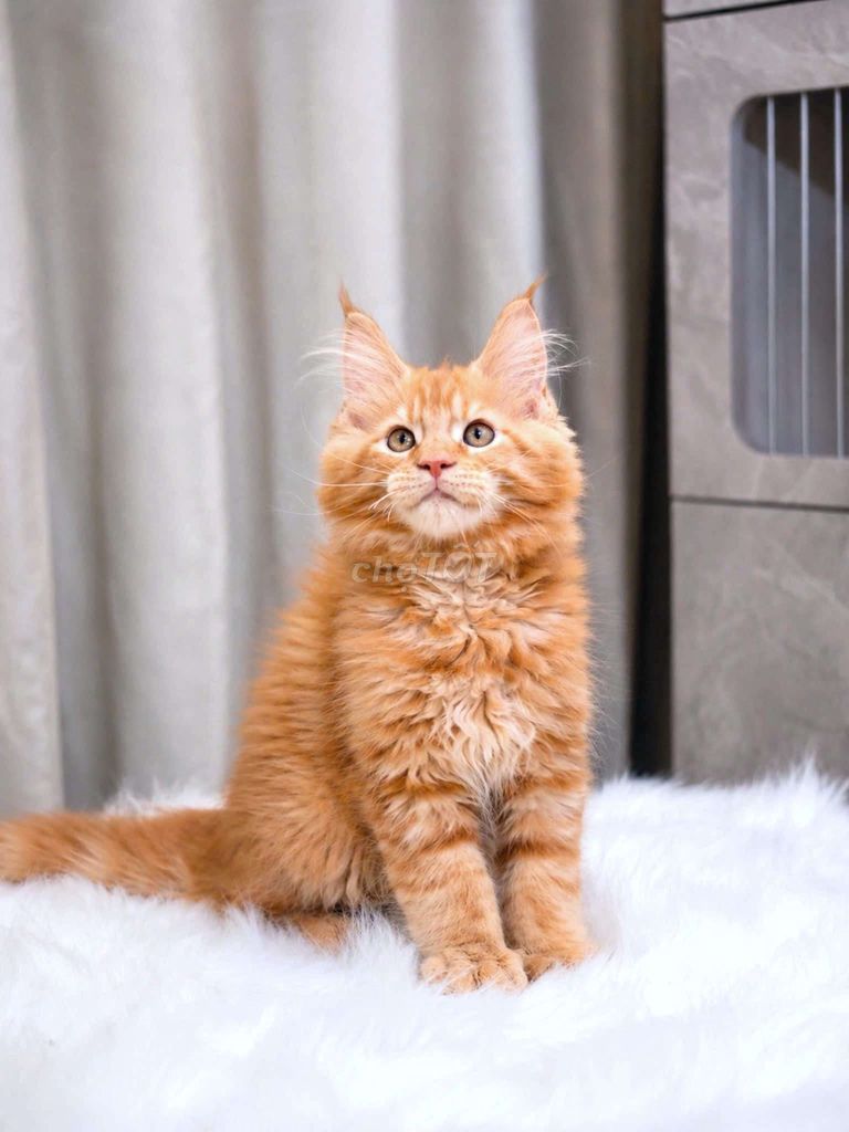 Mèo Maine Coon cái 3 tháng Vàng cam đẹp. Mua bán Mèo tại Quận 10 Tp Hồ Chí Minh được đăng bởi Huỳnh Công Thành hình 1