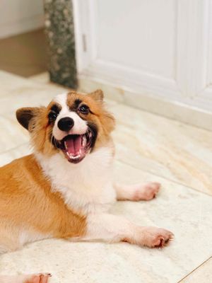 Gấp Corgi Cái 7 tháng tuổi