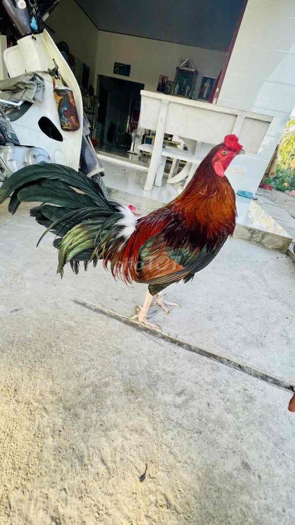 Điều Chân Trắng 3kg3. Mua bán Gà tại Huyện Vĩnh Thạnh Cần Thơ được đăng bởi Cần Thơ hình 1