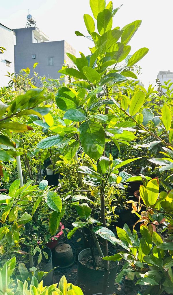 Mít Thái cây khoẻ đẹp sẵn trái. Mua bán Cây cảnh, đồ trang trí tại Quận Gò Vấp Tp Hồ Chí Minh được đăng bởi Vườn Kiểng Nhà Nị Ny hình 1