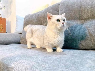 mèo sliver chân ngắn. Mua bán Mèo tại Quận Bắc Từ Liêm Hà Nội được đăng bởi Vũ Hữu Tình 