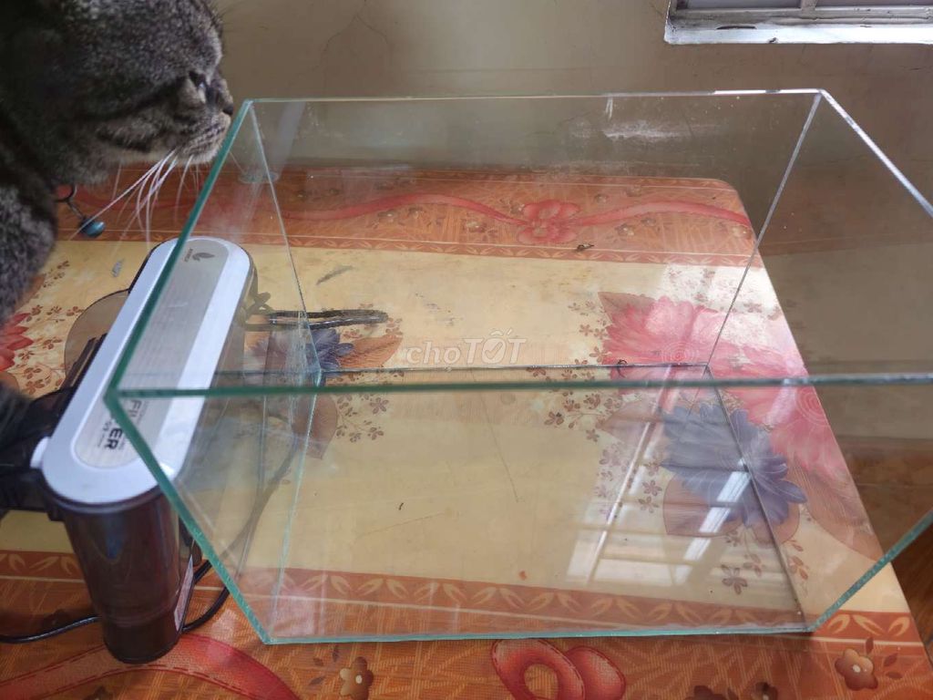 Bể Kính 30x20x20. Mua bán Phụ kiện, Thức ăn, Dịch vụ tại Quận Cầu Giấy Hà Nội được đăng bởi Thang Tdn hình 1