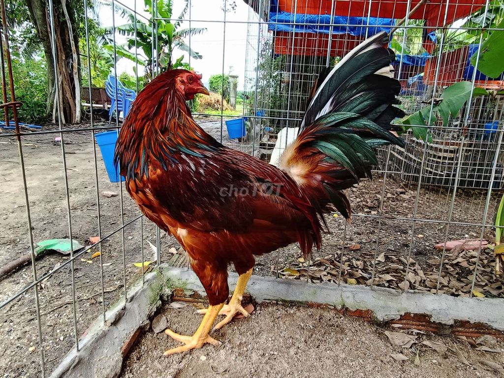 Gà vàng lai Mỹ trống 2.1 kg. Mua bán Gà tại Huyện Củ Chi Tp Hồ Chí Minh được đăng bởi Nghia gà nhà 71 hình 1