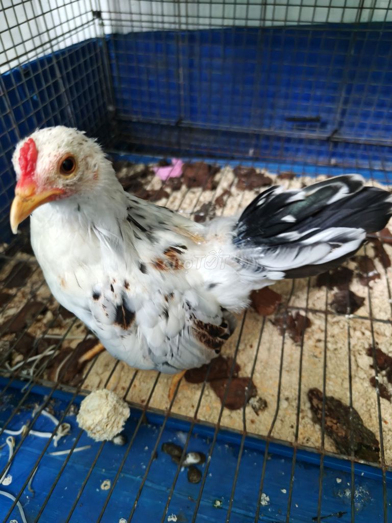 Gà trống Trắng đốm 3 tháng 2 lạng. Mua bán Gà tại Quận Tân Phú Tp Hồ Chí Minh được đăng bởi  A tèo hình 1