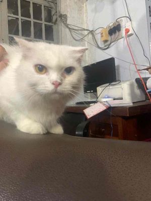 bé ALD cái mắt hai màu