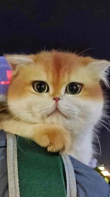 ĐỰC NY12 tai cụp Phối sung 🌼🌼🌼. Mua bán Mèo tại Quận Tân Phú Tp Hồ Chí Minh được đăng bởi Hàm Nghi
