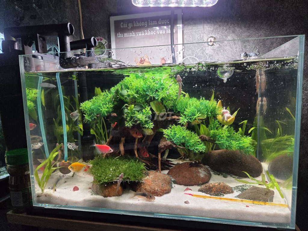 Bể cá cảnh kính 40x23x25cm. Mua bán Phụ kiện, Thức ăn, Dịch vụ tại Quận 5 Tp Hồ Chí Minh được đăng bởi Gia Hân hình 1