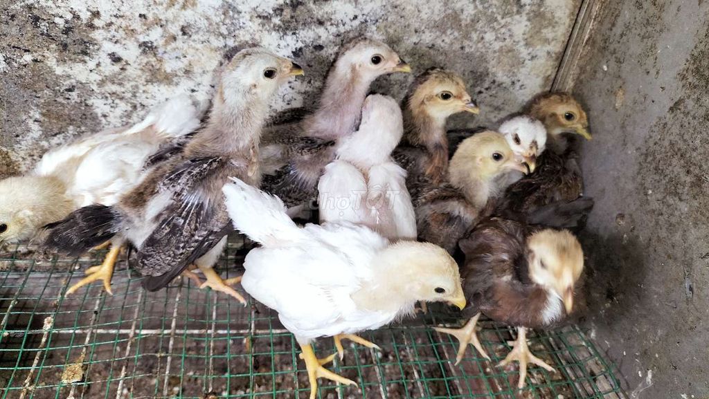 Gà Tân Châu con đa dạng màu. Mua bán Gà tại Quận Thanh Xuân Hà Nội được đăng bởi an hình 1