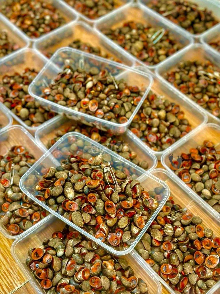 ỐC DỪA KẾ CỒ 95K nửa kg. Mua bán Đồ ăn, thực phẩm và các loại khác tại Quận 8 Tp Hồ Chí Minh được đăng bởi mimi hình 1