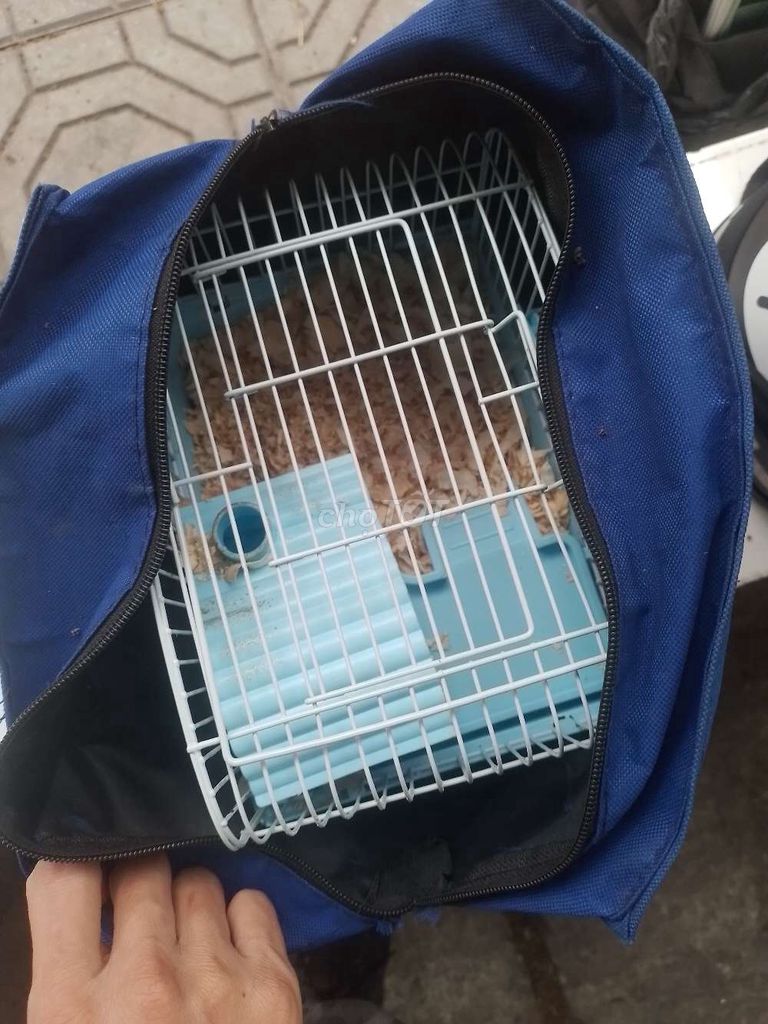 Chuột Hamster. Mua bán Thú cưng khác tại Quận Ba Đình Hà Nội được đăng bởi Su su hình 1
