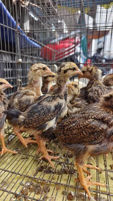 Gà ta Bình Định nuôi thịt 5-6 tháng tuổi. Mua bán Gà tại Quận 11 Tp Hồ Chí Minh được đăng bởi phuong kim huong