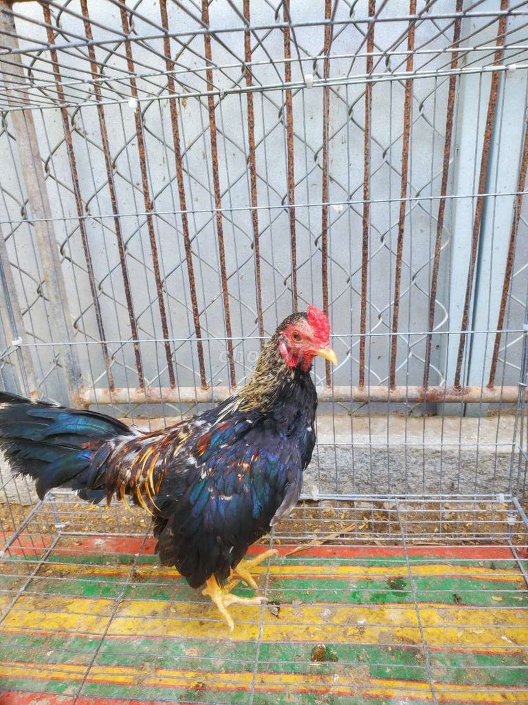 Tre bac. Mua bán Gà tại Huyện Tân Hiệp Kiên Giang được đăng bởi Ha DANG hình 1