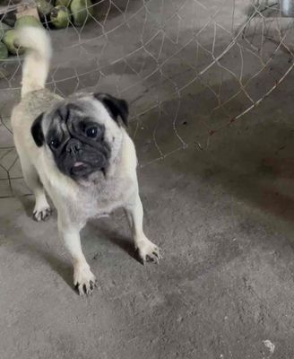 pug đực. Mua bán Chó tại Thị xã Bến Cát Bình Dương được đăng bởi Chánh Trực