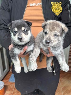 Chó Phú Quốc Lai Husky dưới 2 tháng tuổi. Mua bán Chó tại Quận 12 Tp Hồ Chí Minh được đăng bởi Thanh Tuyền
